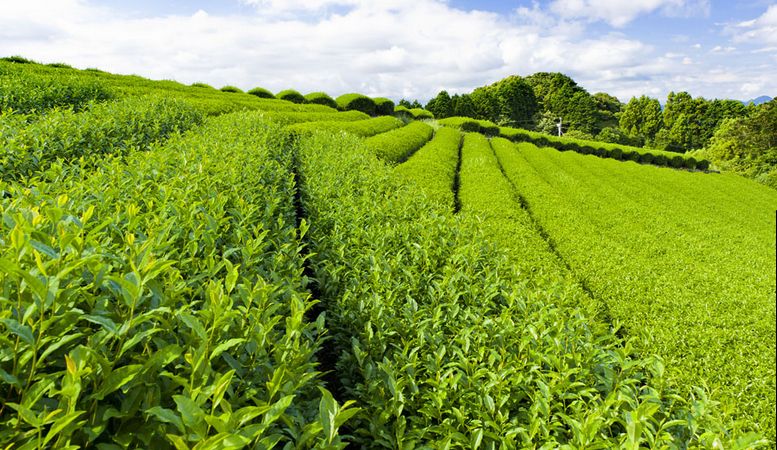 茶葉包裝機的特點(diǎn)，茶葉包裝機廠(chǎng)家有哪些？